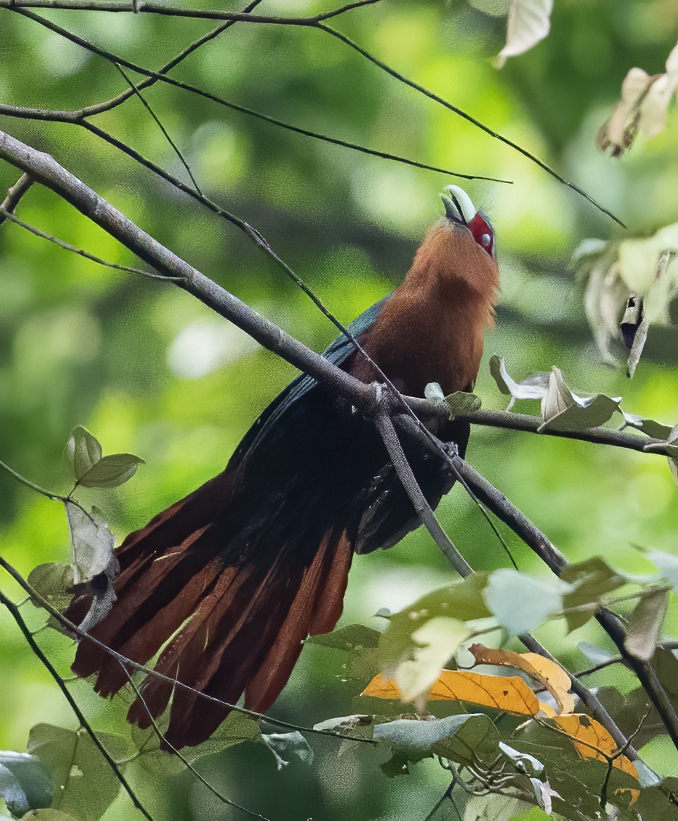 Chestnut-breasted Malkoha - ML638453097