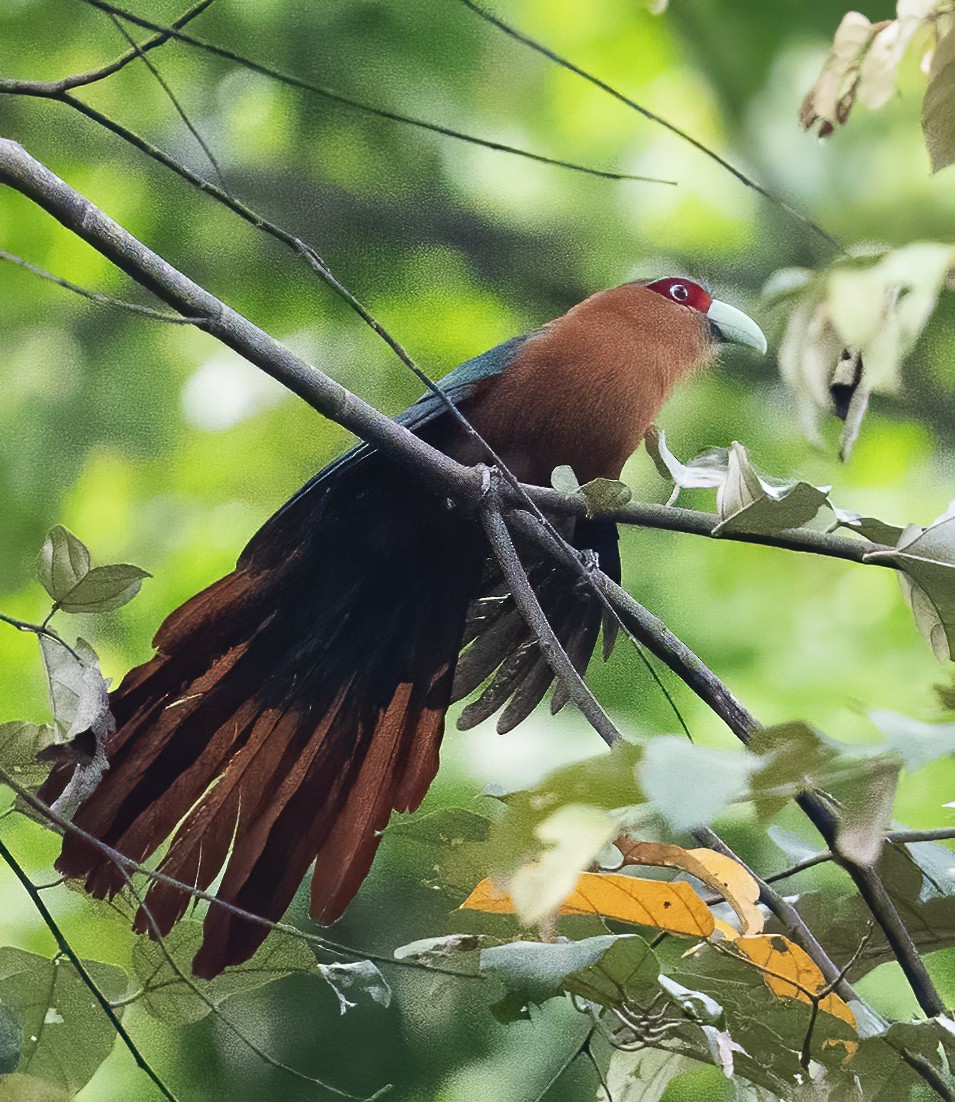 Chestnut-breasted Malkoha - ML638453098