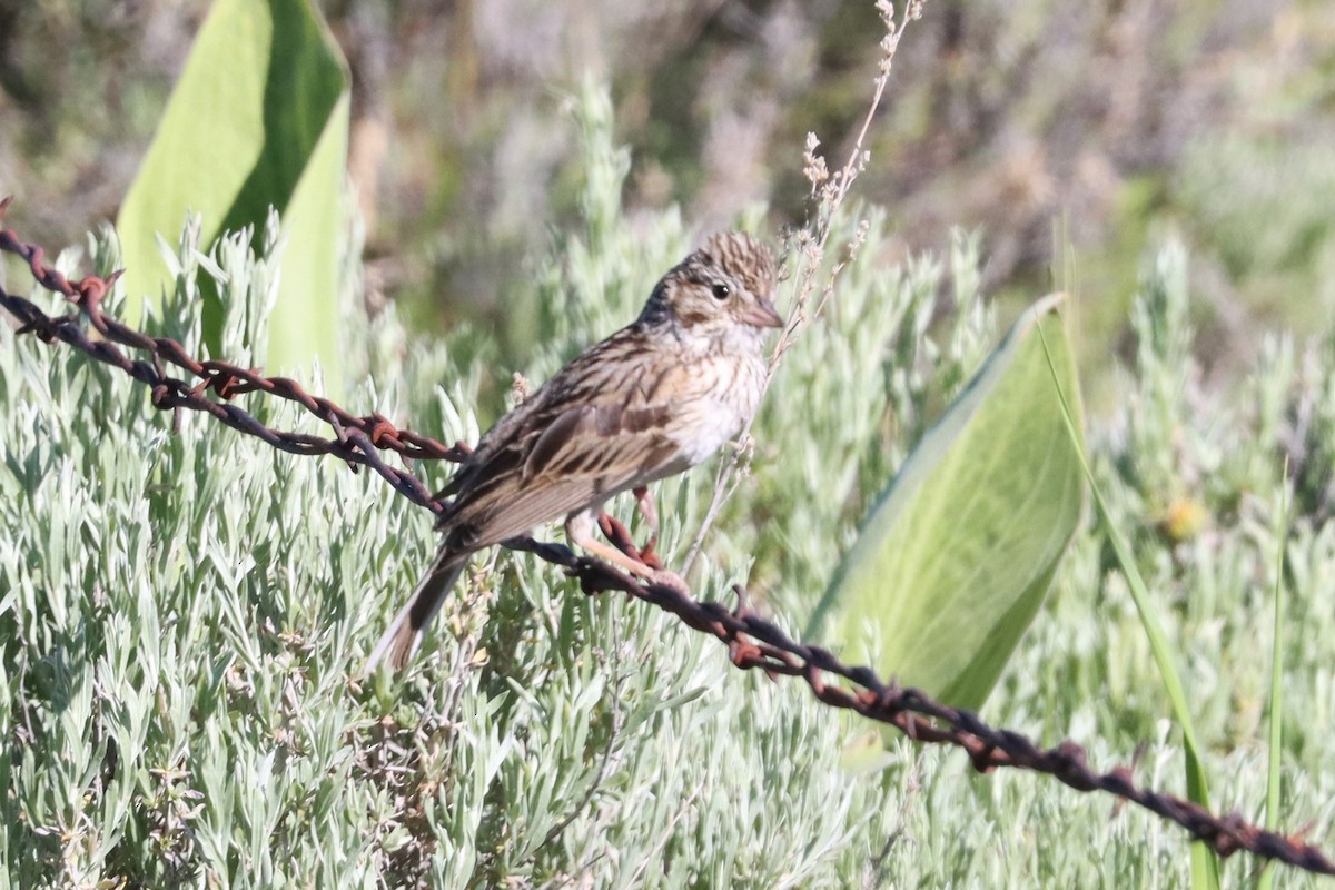 Vesper Sparrow - ML638453118