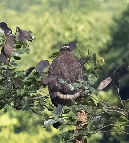 Crested Serpent-Eagle (Crested) - ML638453121
