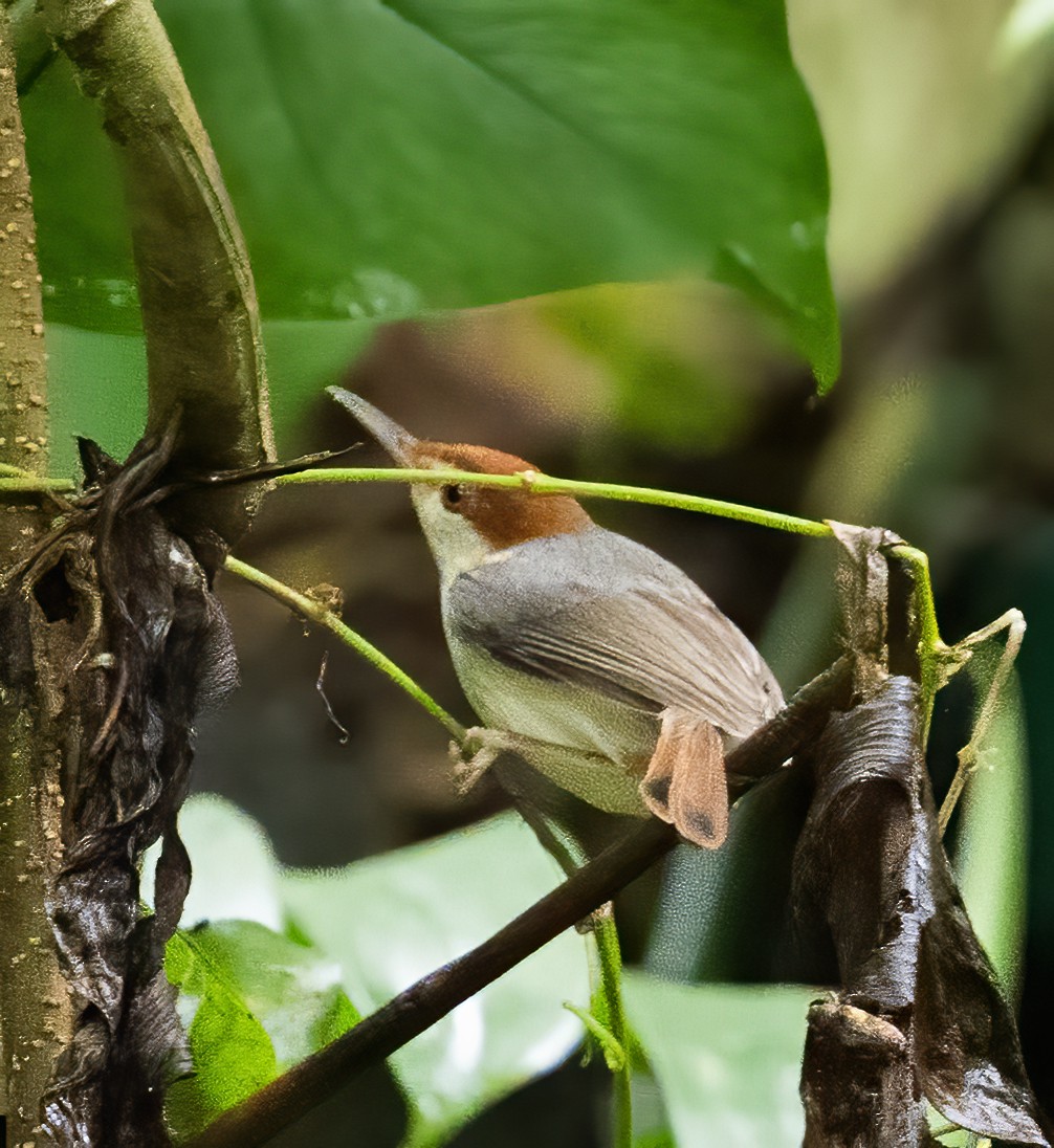 Rufous-tailed Tailorbird - ML638453183