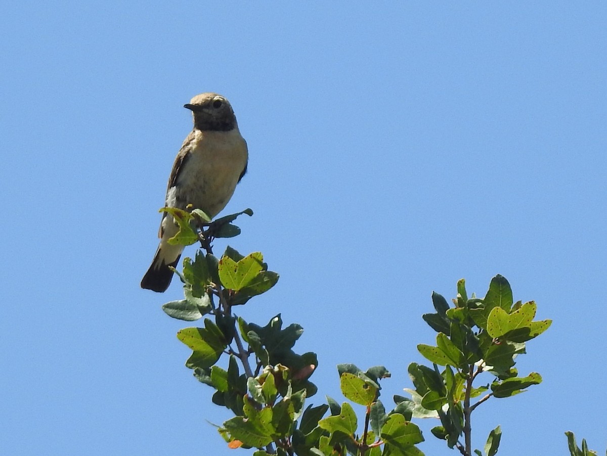 Eastern Black-eared Wheatear - ML638453194