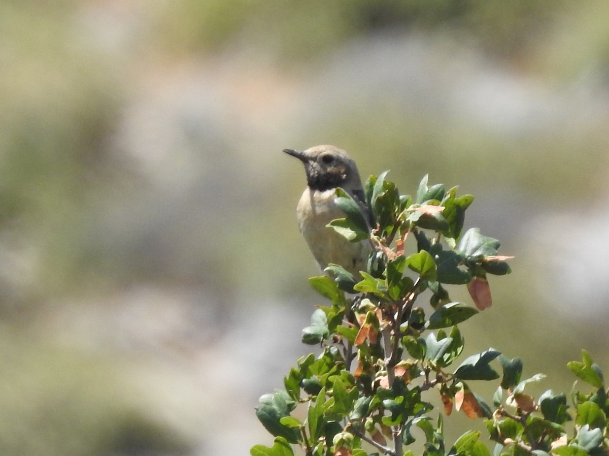 Eastern Black-eared Wheatear - ML638453195
