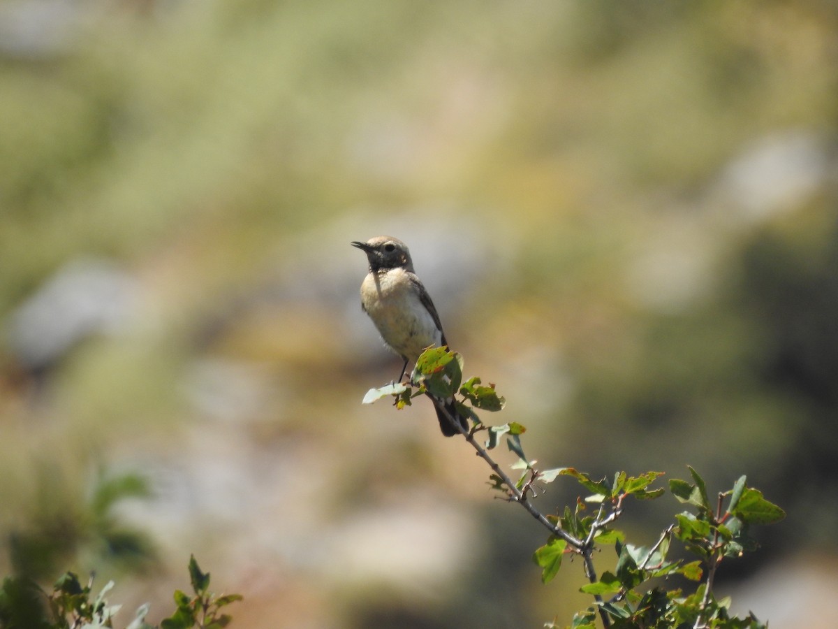 Eastern Black-eared Wheatear - ML638453197