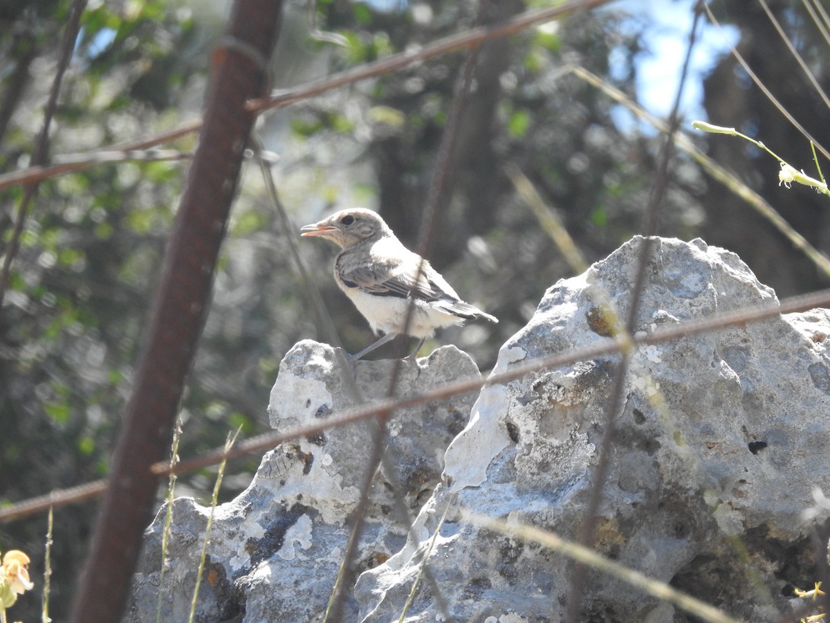 Eastern Black-eared Wheatear - ML638453198