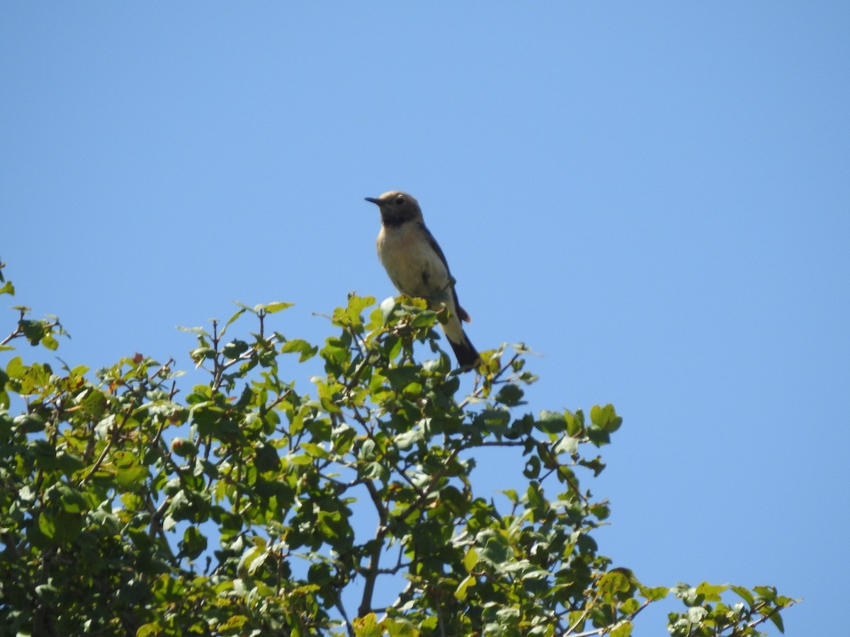 Eastern Black-eared Wheatear - ML638453199