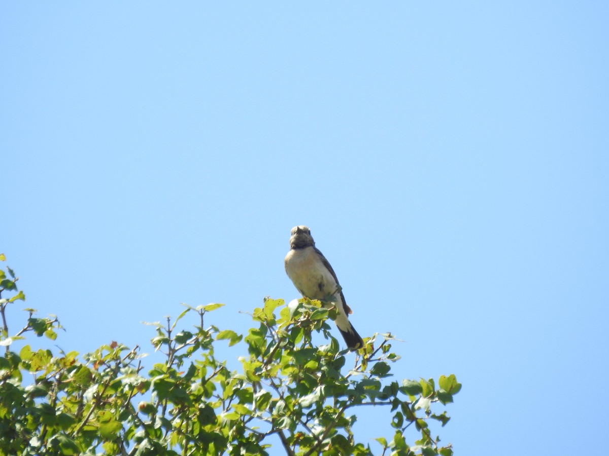 Eastern Black-eared Wheatear - ML638453200
