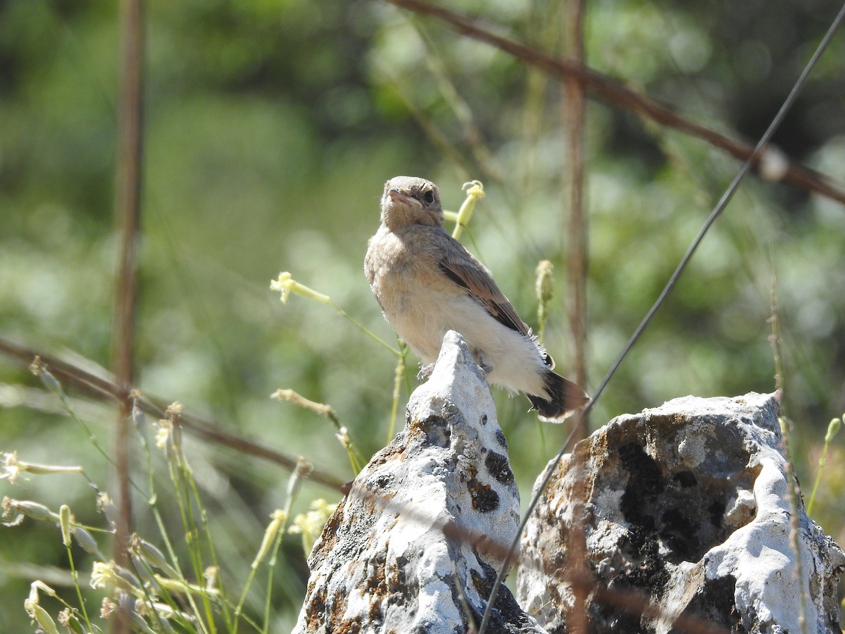 Eastern Black-eared Wheatear - ML638453201