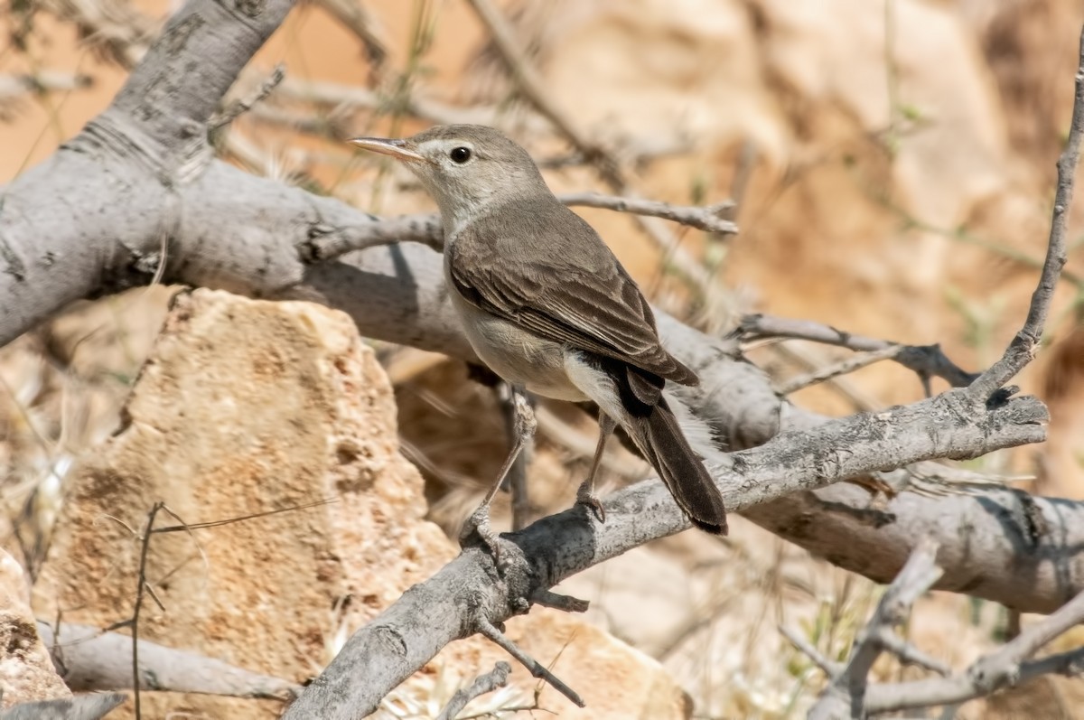 Upcher's Warbler - ML638453209