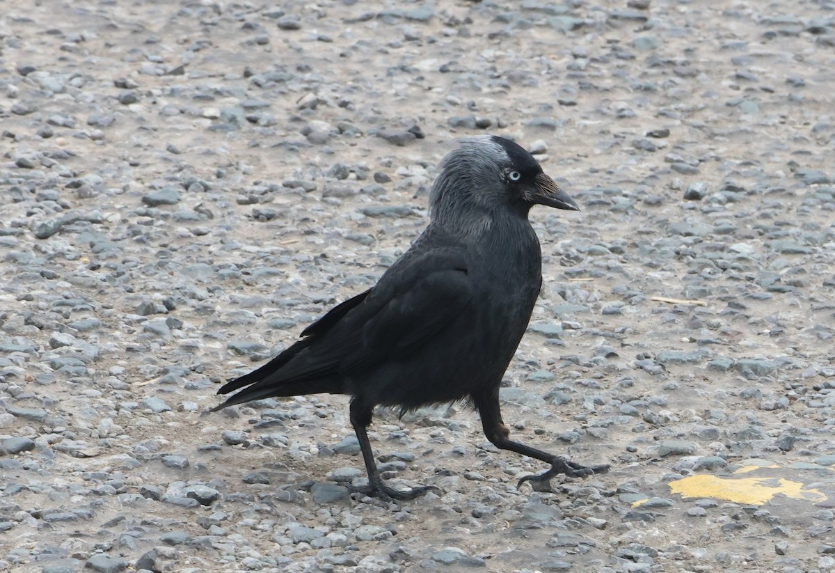 Харлаг хэрээ - ML638453212