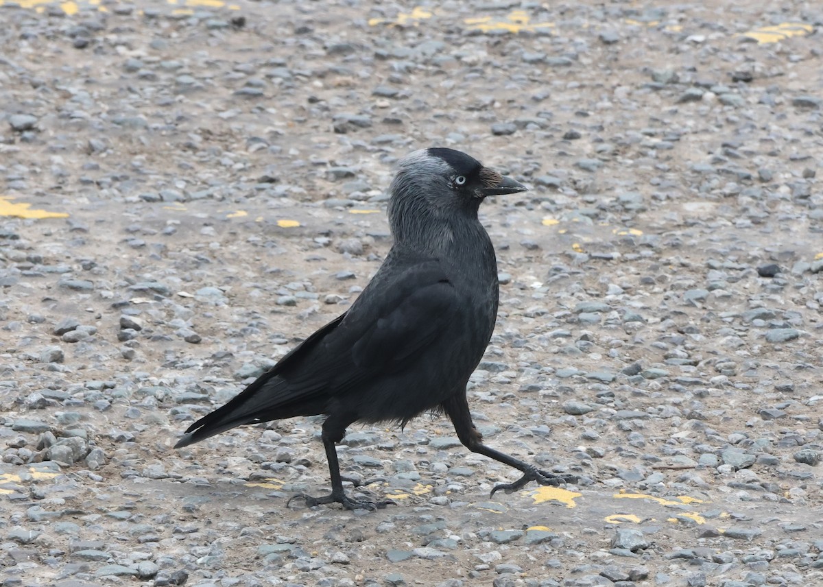 Харлаг хэрээ - ML638453213