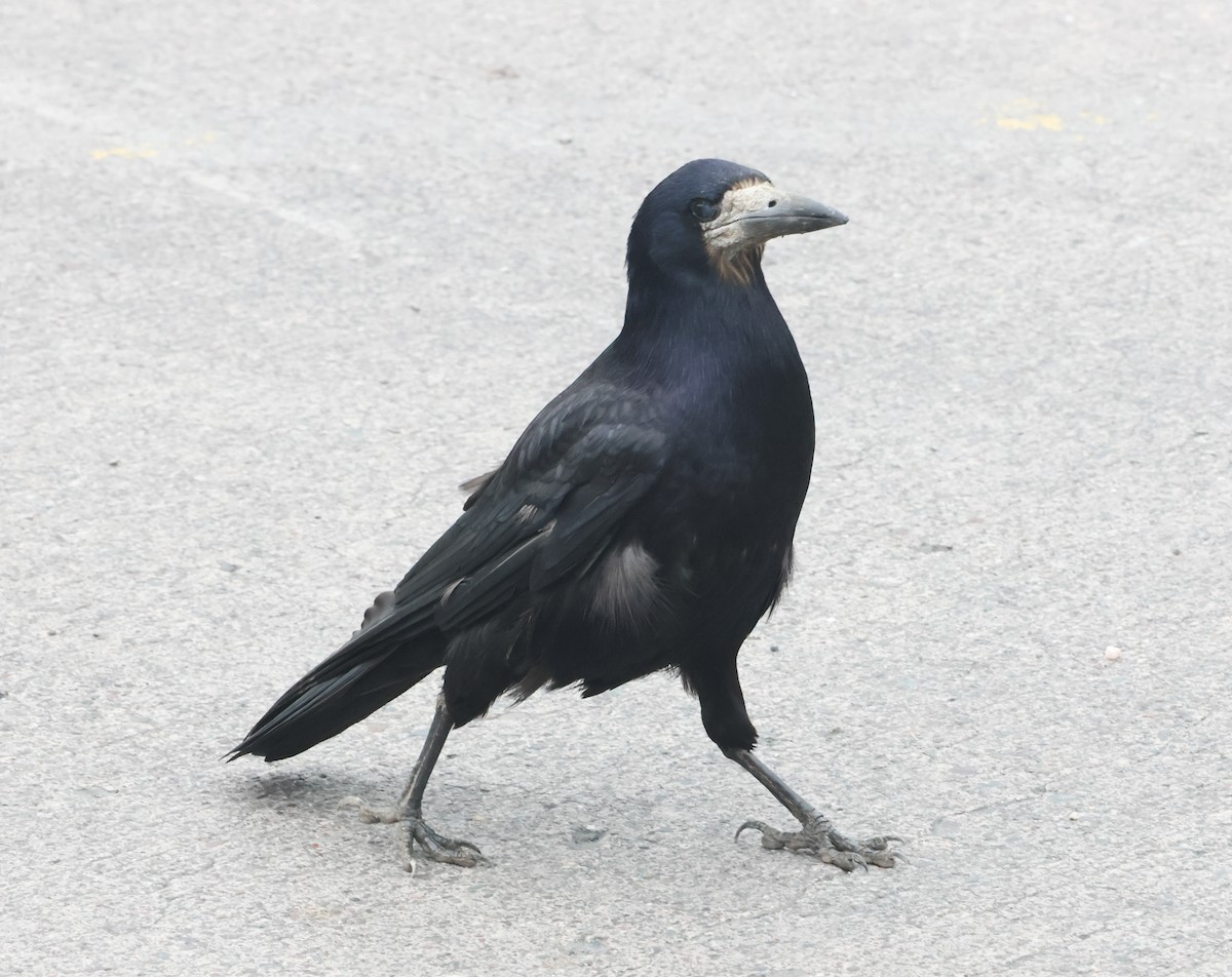 Турлиах хэрээ - ML638453251