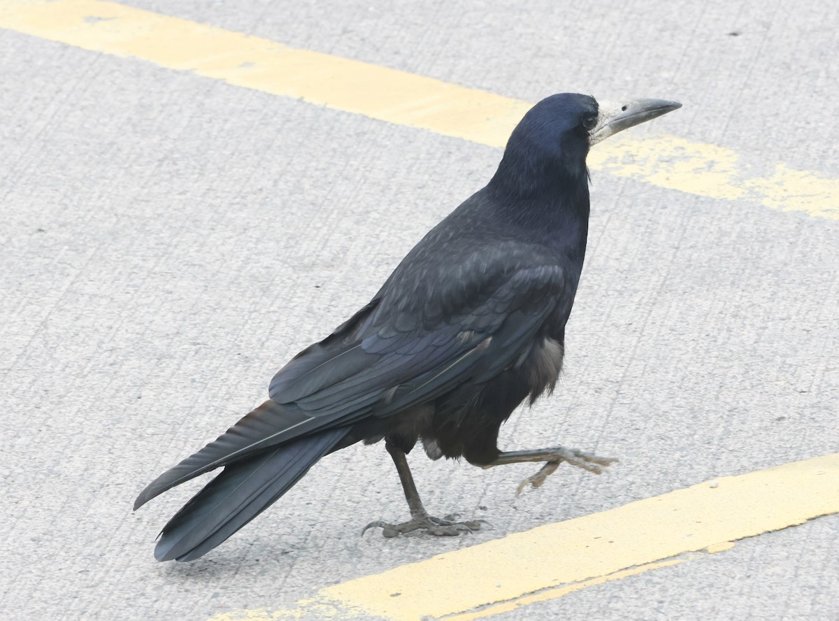 Турлиах хэрээ - ML638453252