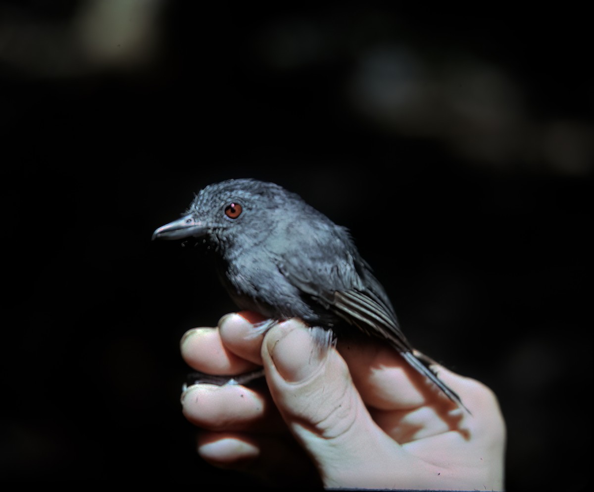 Plain-winged Antshrike - ML638453257