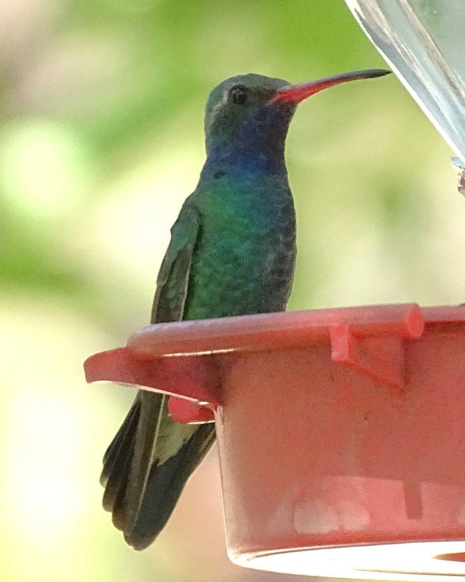 Broad-billed Hummingbird - ML638453292
