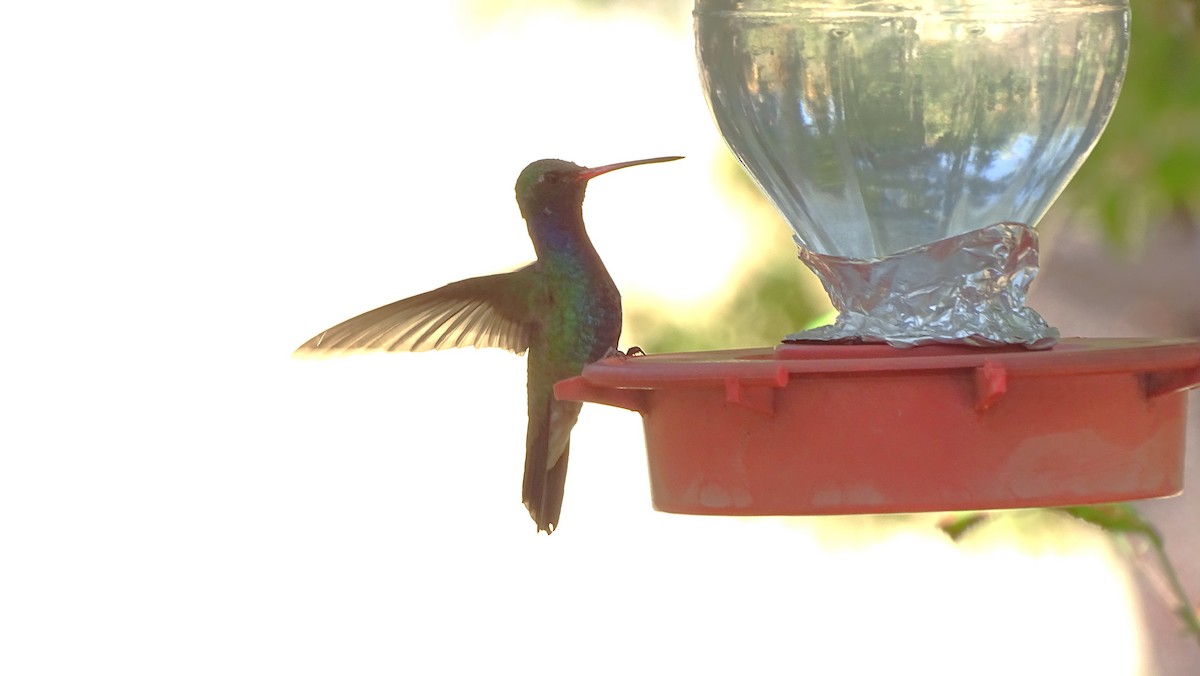 Broad-billed Hummingbird - ML638453293