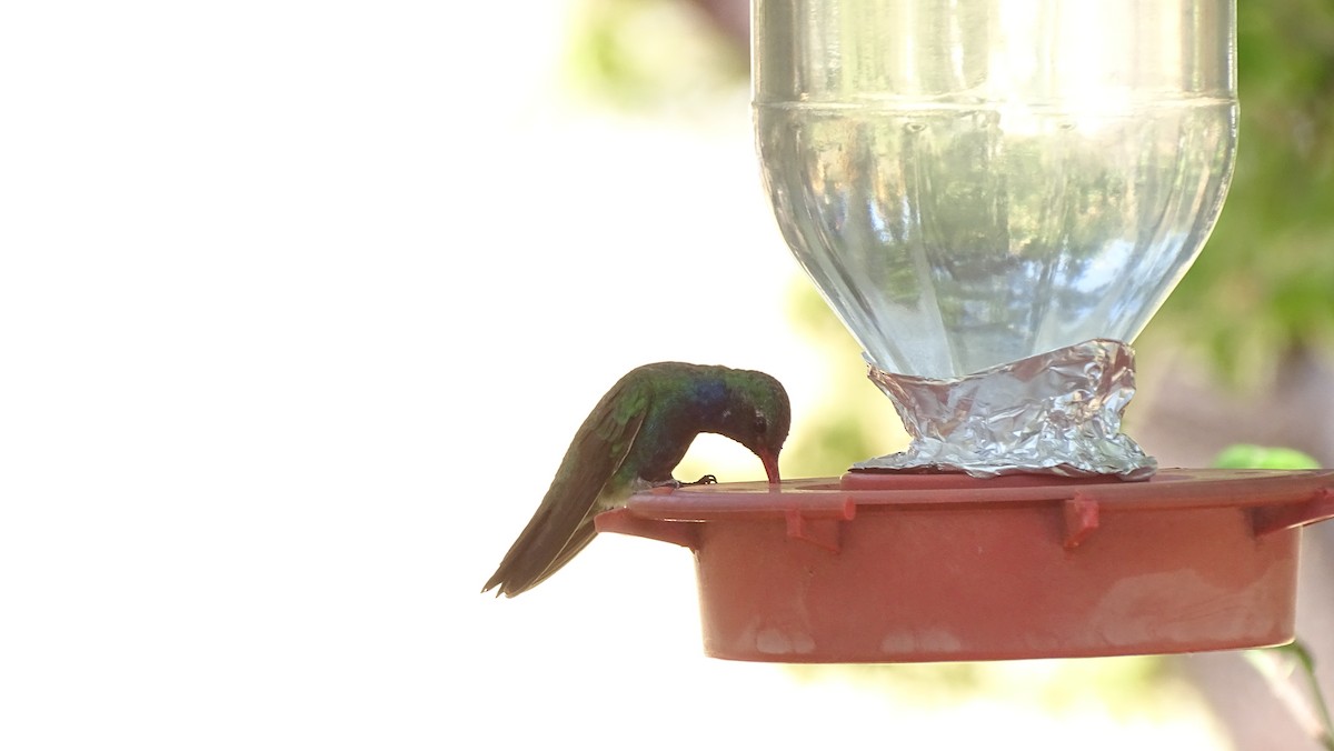 Broad-billed Hummingbird - ML638453294
