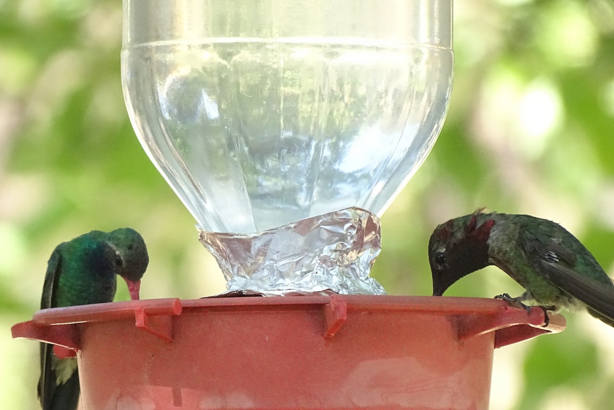 Broad-billed Hummingbird - ML638453296