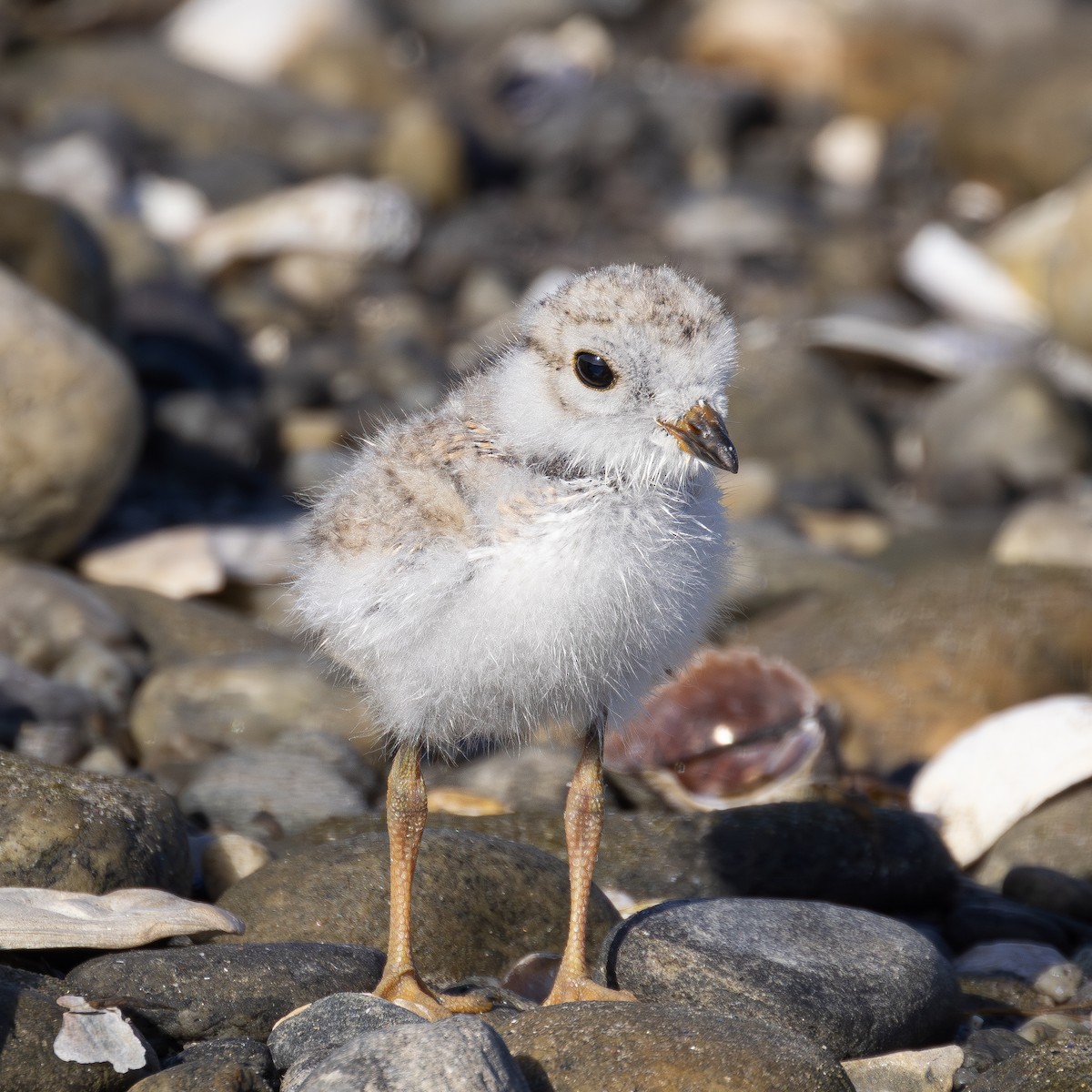 Piping Plover - ML638453298