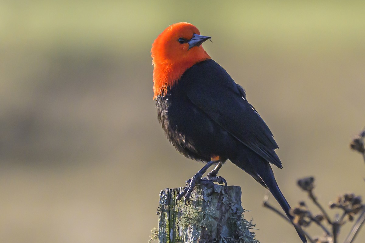Scarlet-headed Blackbird - ML638453302