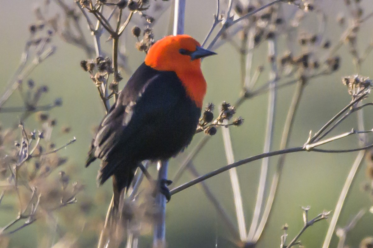 Scarlet-headed Blackbird - ML638453310