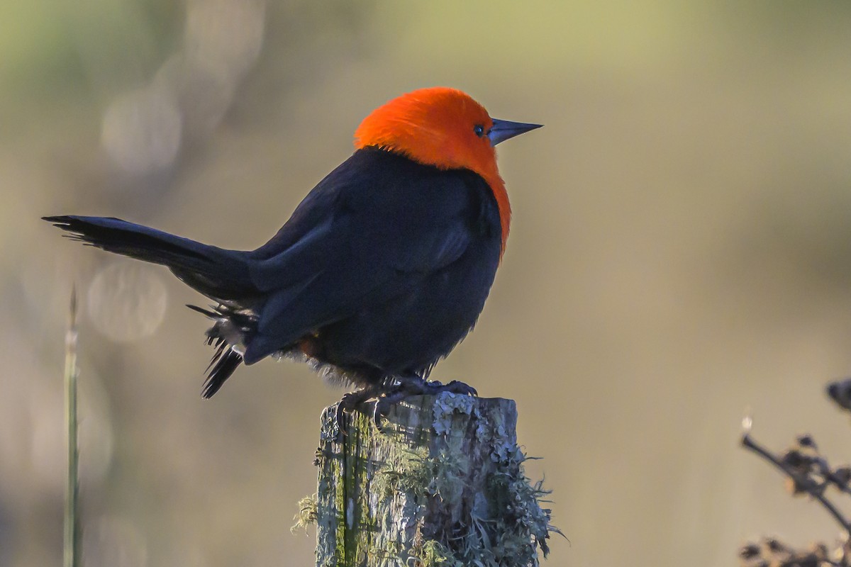 Scarlet-headed Blackbird - ML638453313
