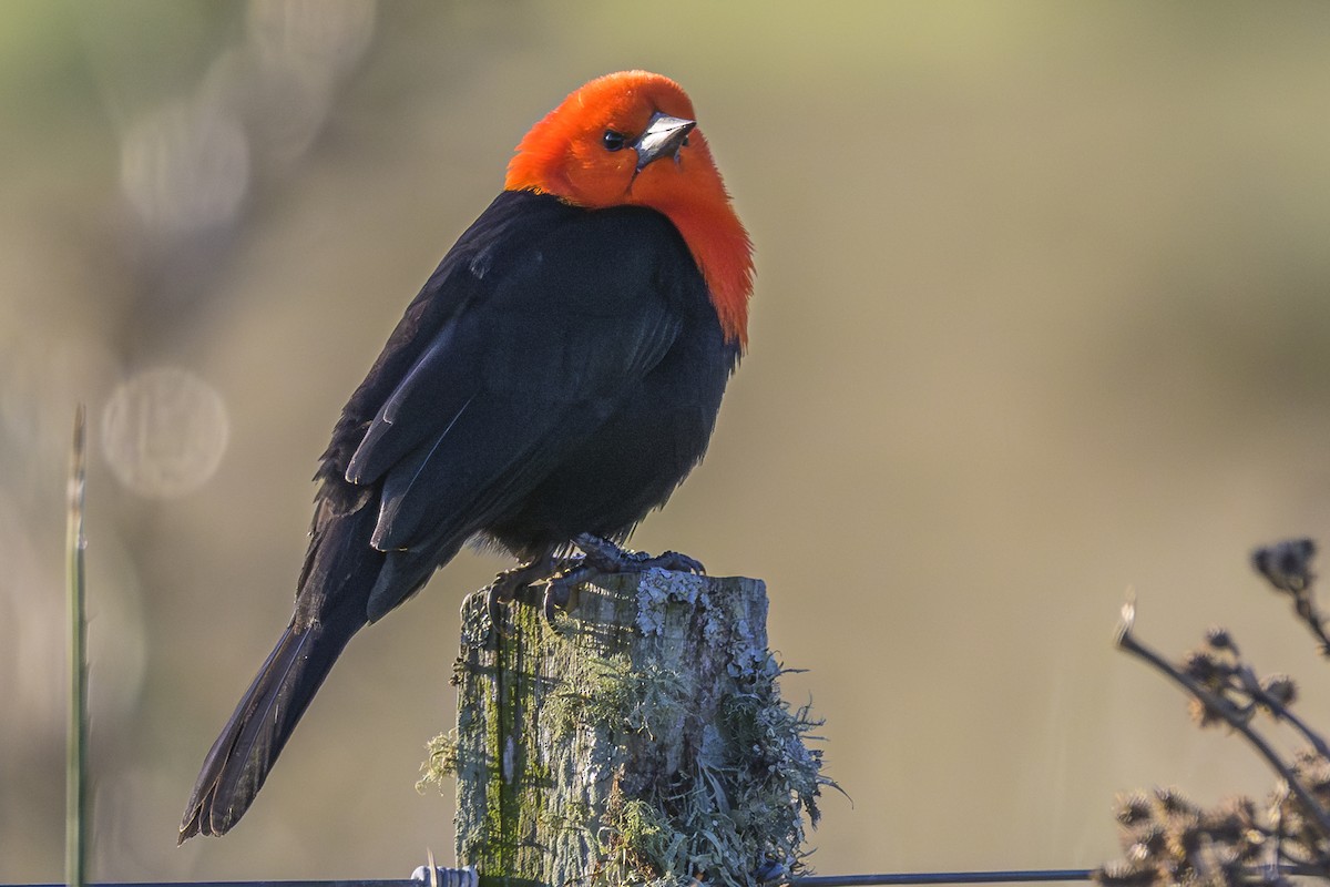 Scarlet-headed Blackbird - ML638453315
