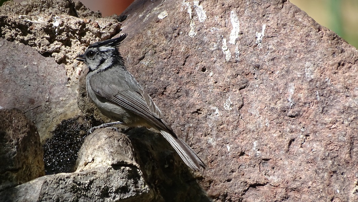 Bridled Titmouse - ML638453317