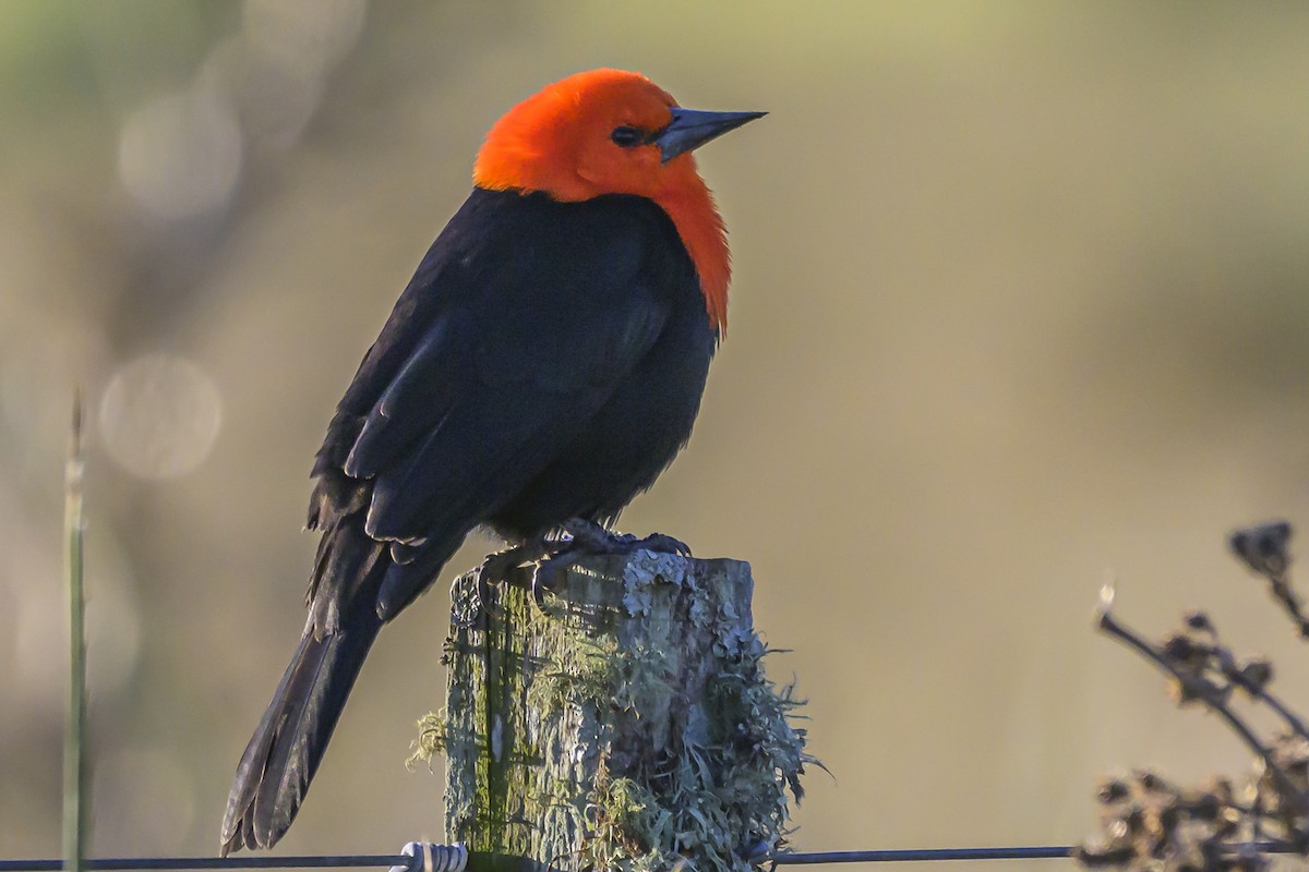 Scarlet-headed Blackbird - ML638453318