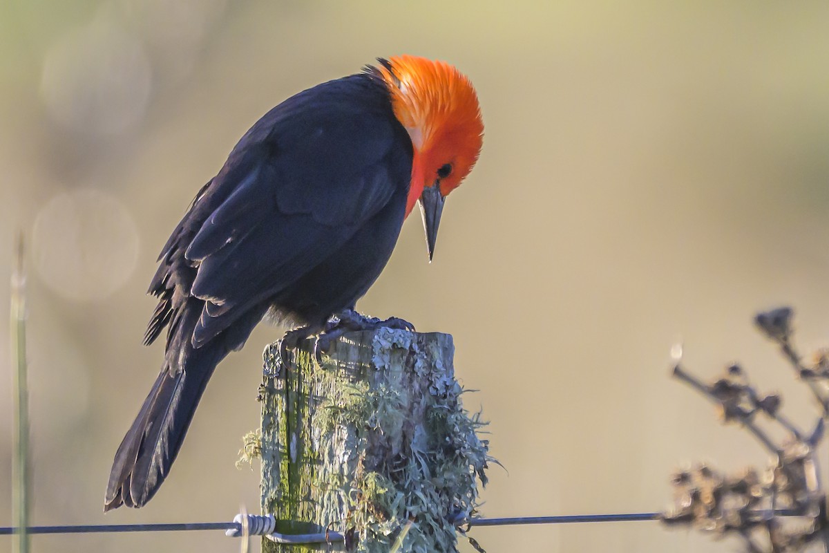Scarlet-headed Blackbird - ML638453321
