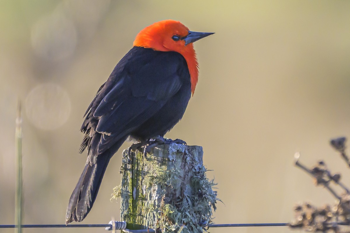 Scarlet-headed Blackbird - ML638453323