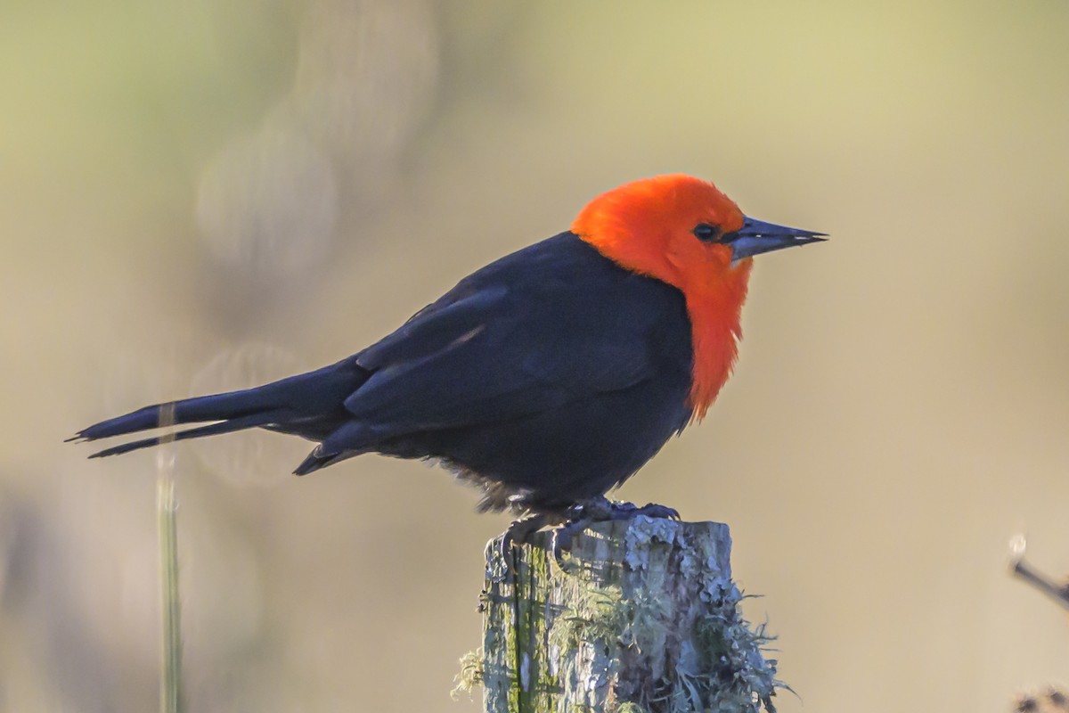 Scarlet-headed Blackbird - ML638453326