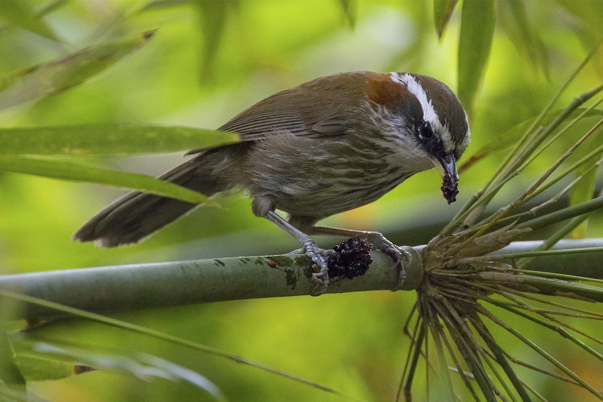 Streak-breasted Scimitar-Babbler - ML638453327