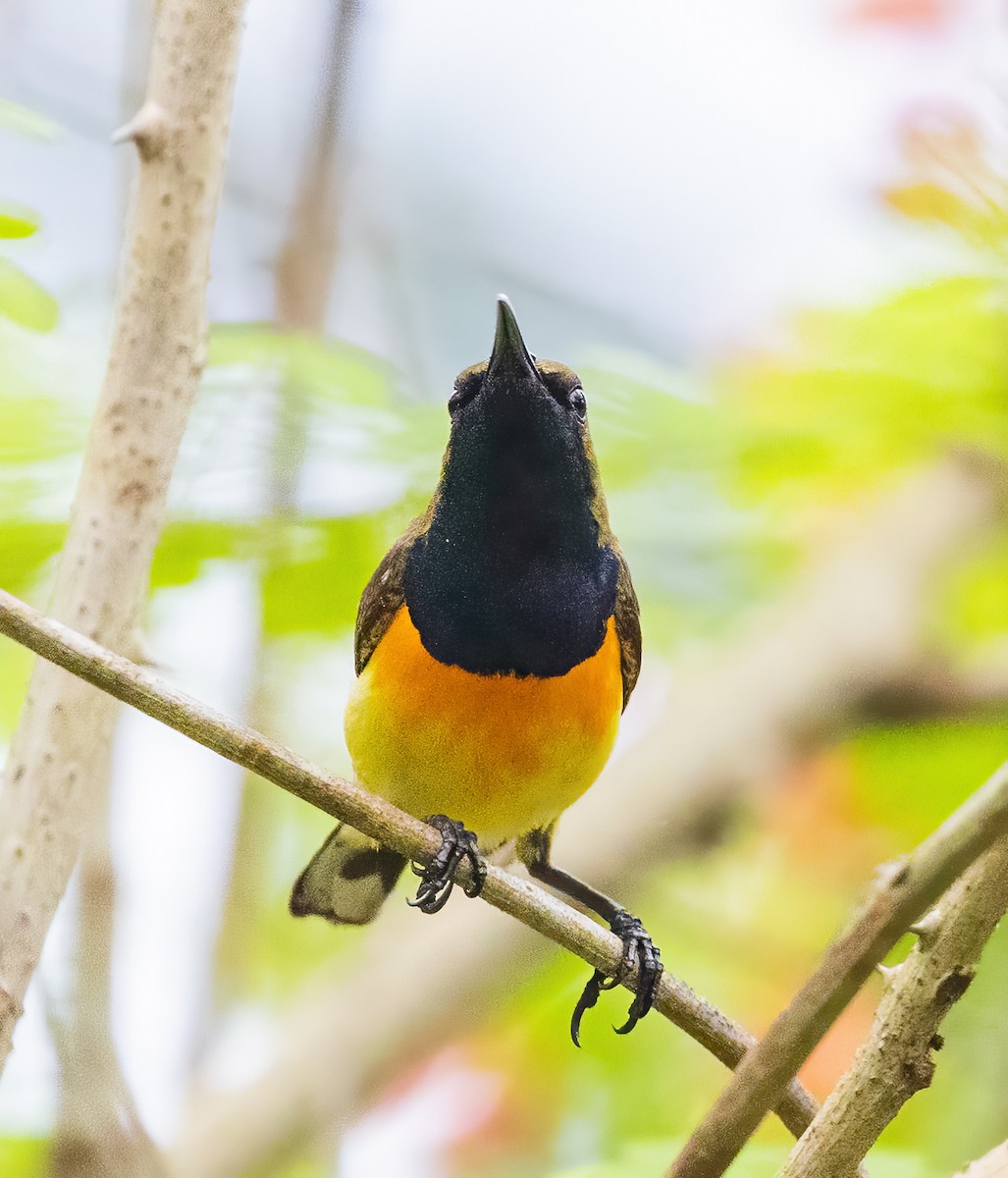 Palawan Sunbird - ML638453331