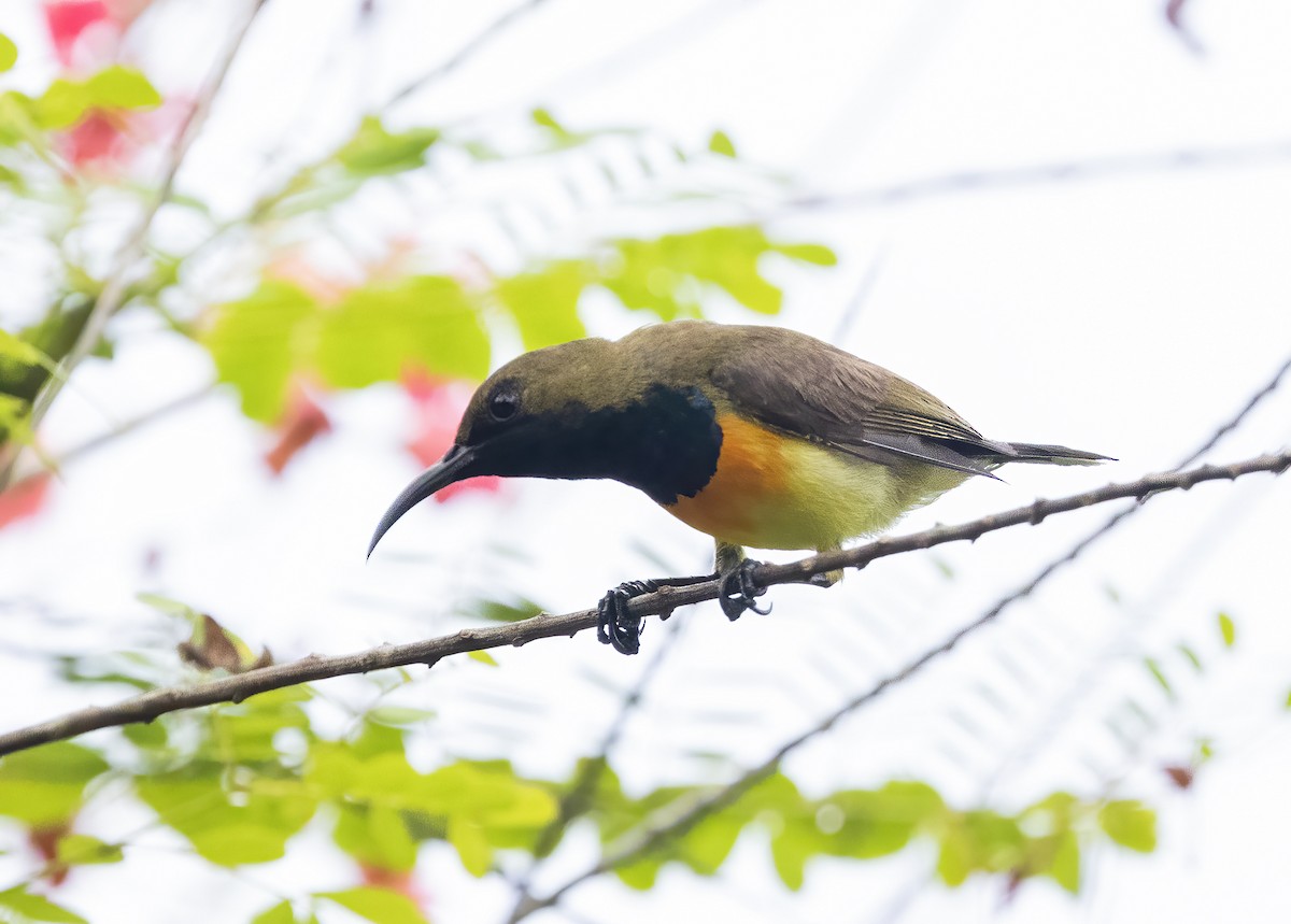 Palawan Sunbird - ML638453332