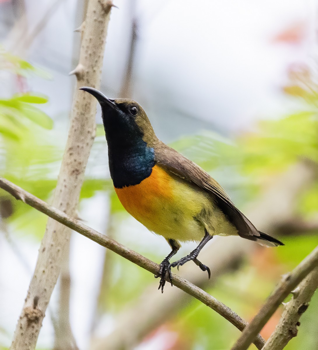 Palawan Sunbird - ML638453333