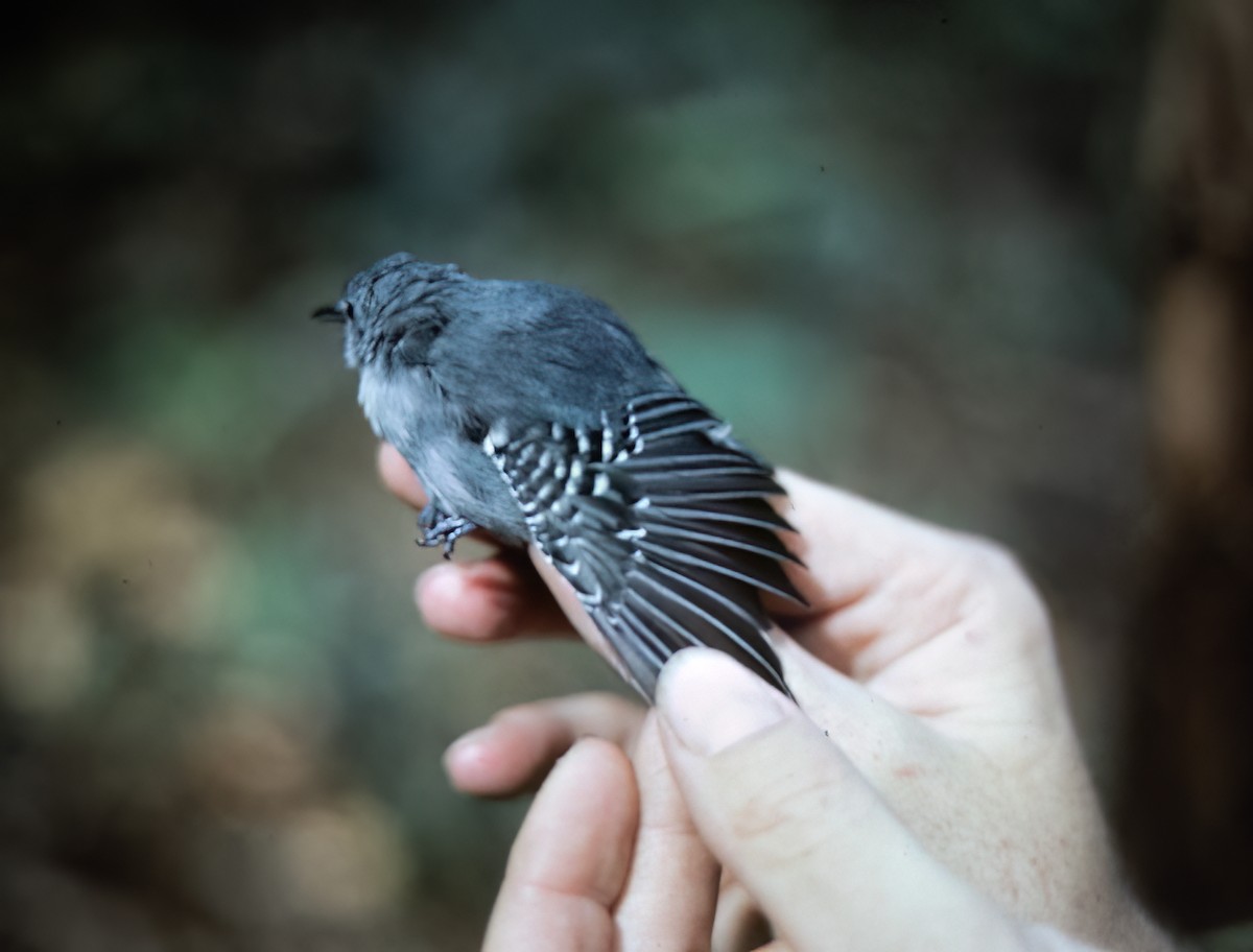 Gray Antwren - ML638453335