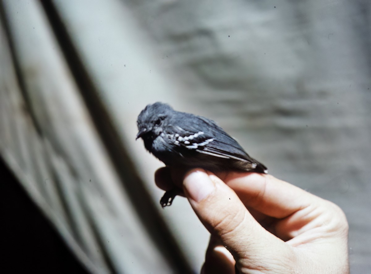 Gray Antwren - ML638453336