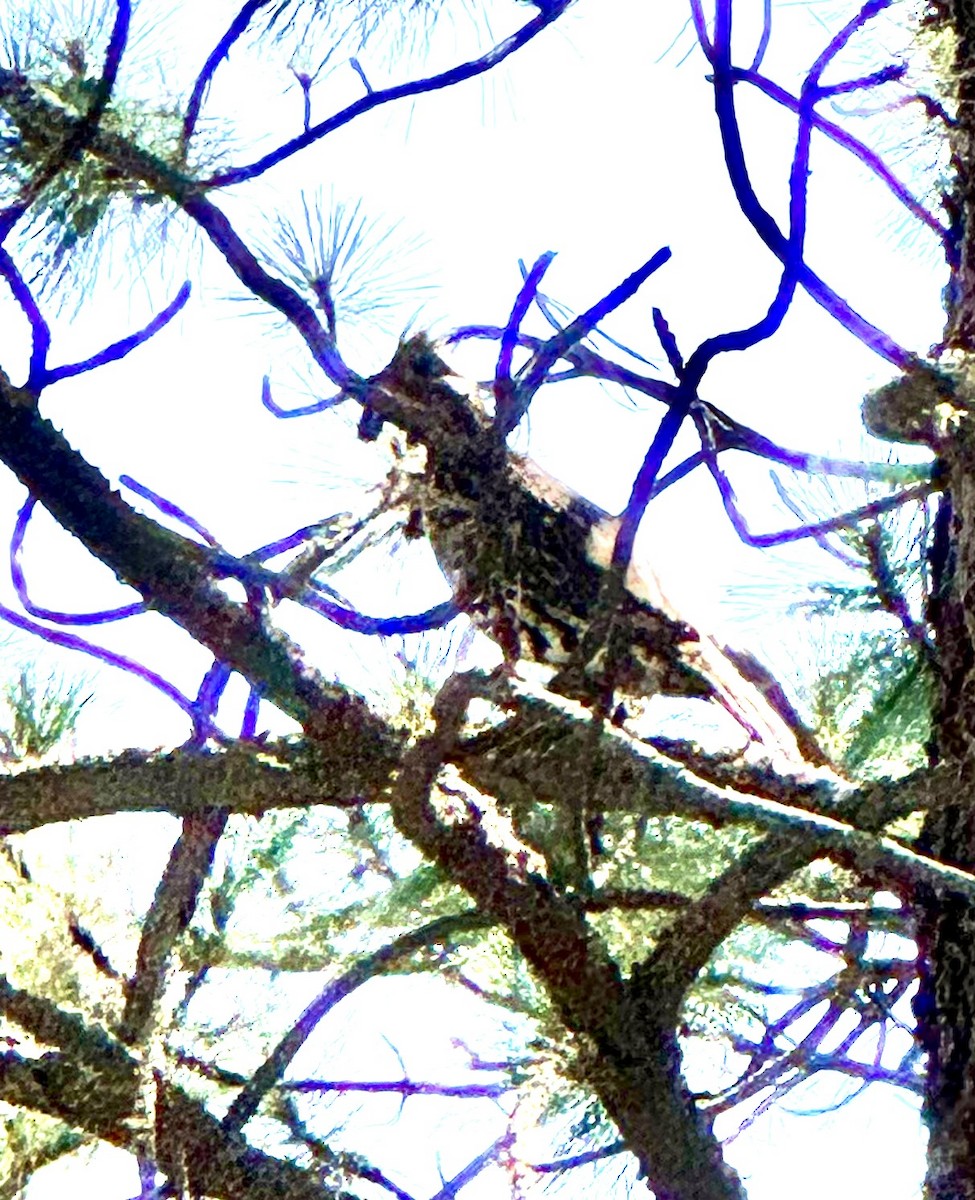 Ruffed Grouse - ML638453346