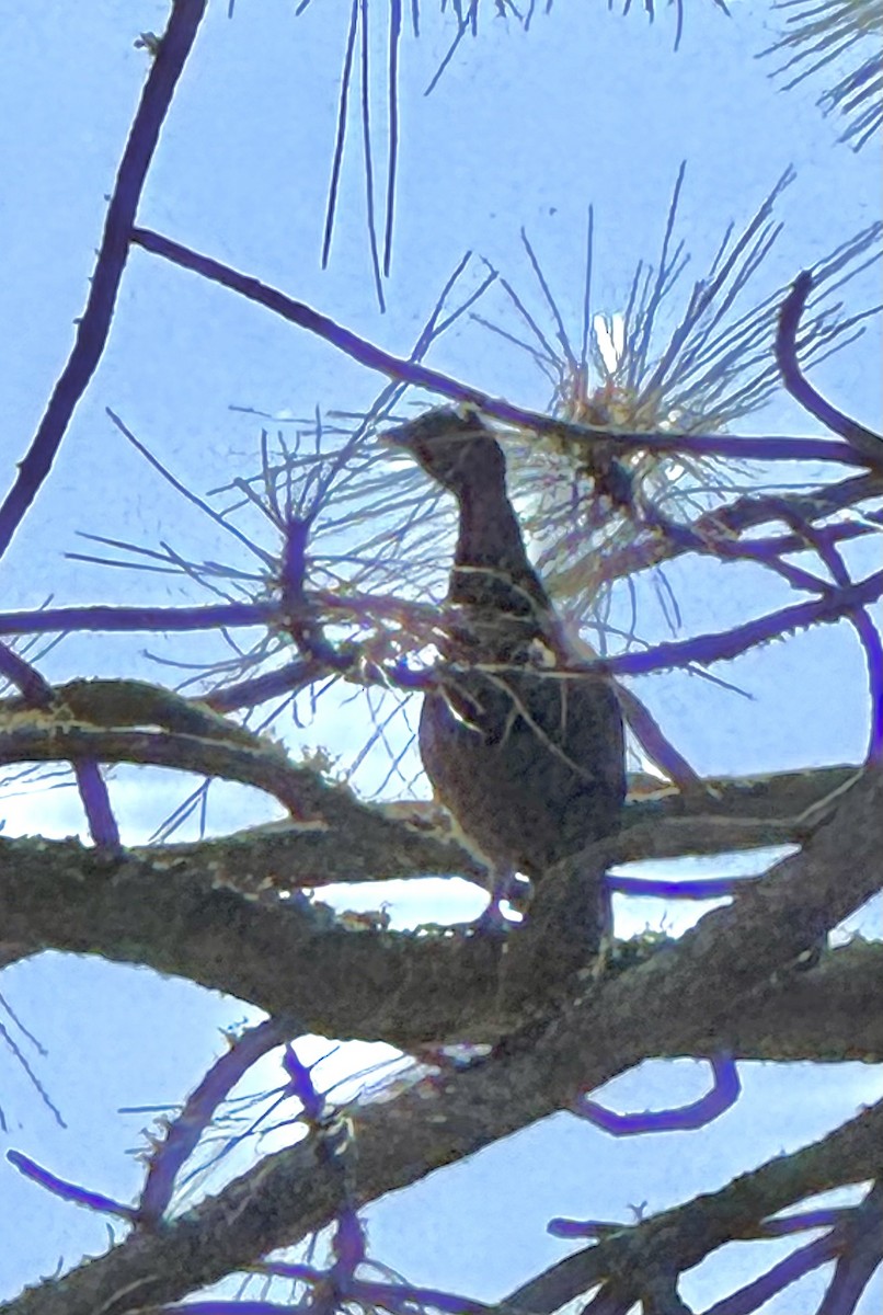 Ruffed Grouse - ML638453347