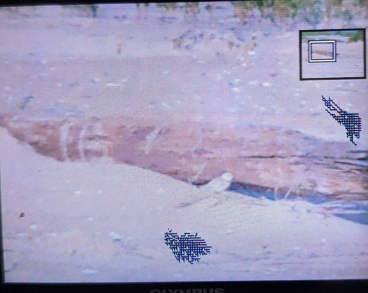 Piping Plover - ML638453355