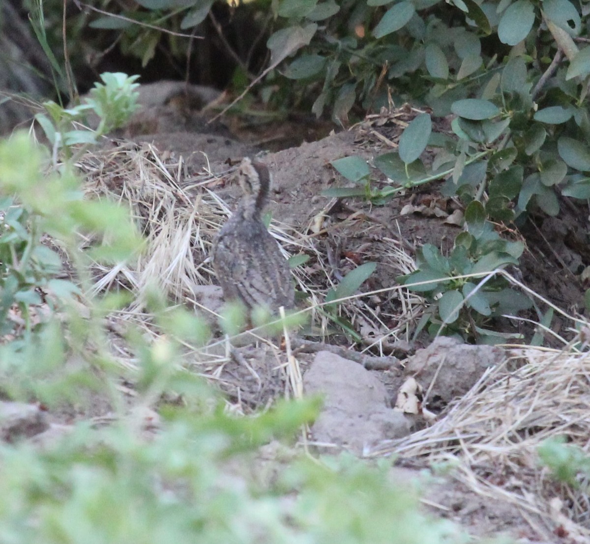 Mountain Quail - ML638453371