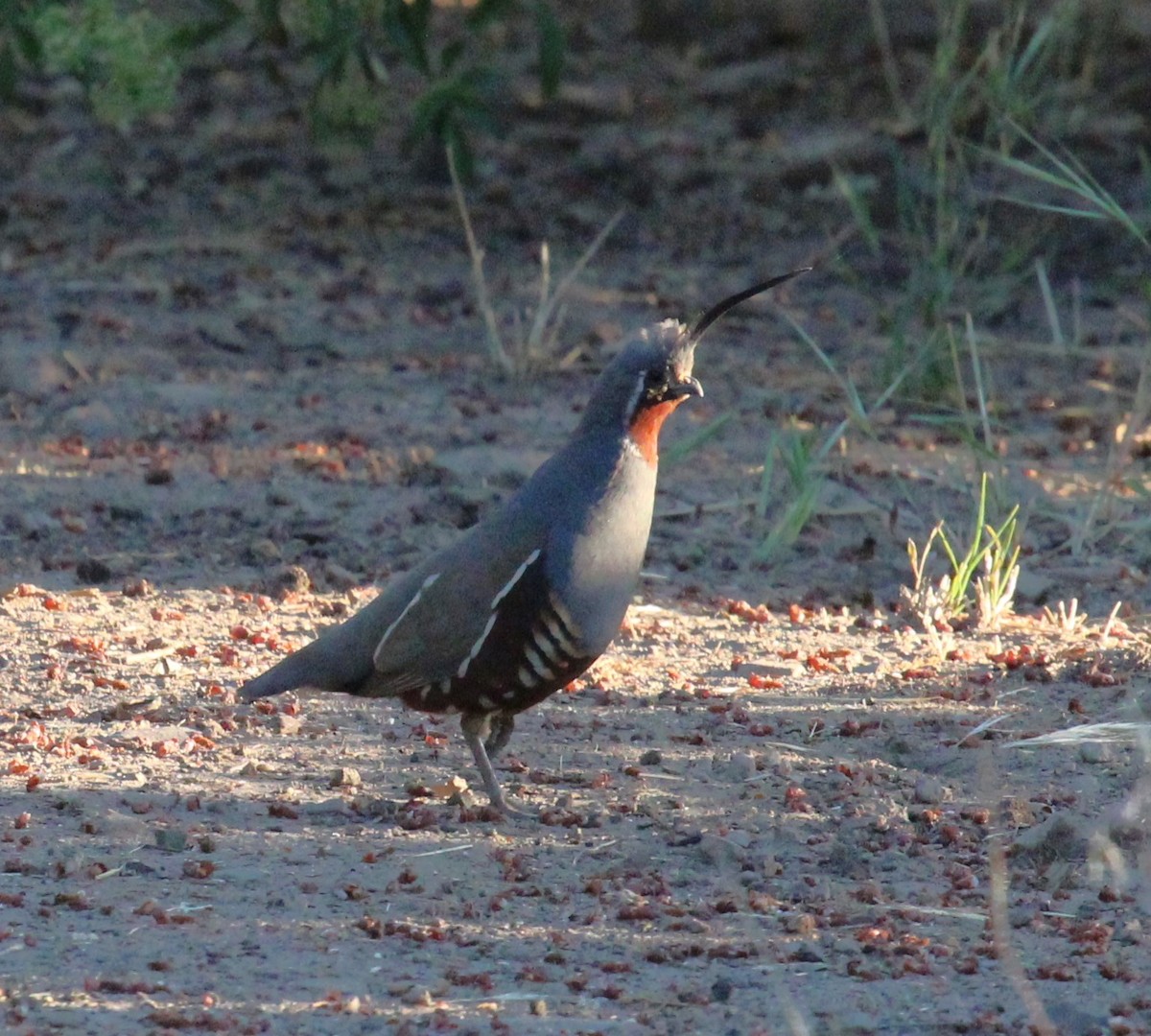 Mountain Quail - ML638453372