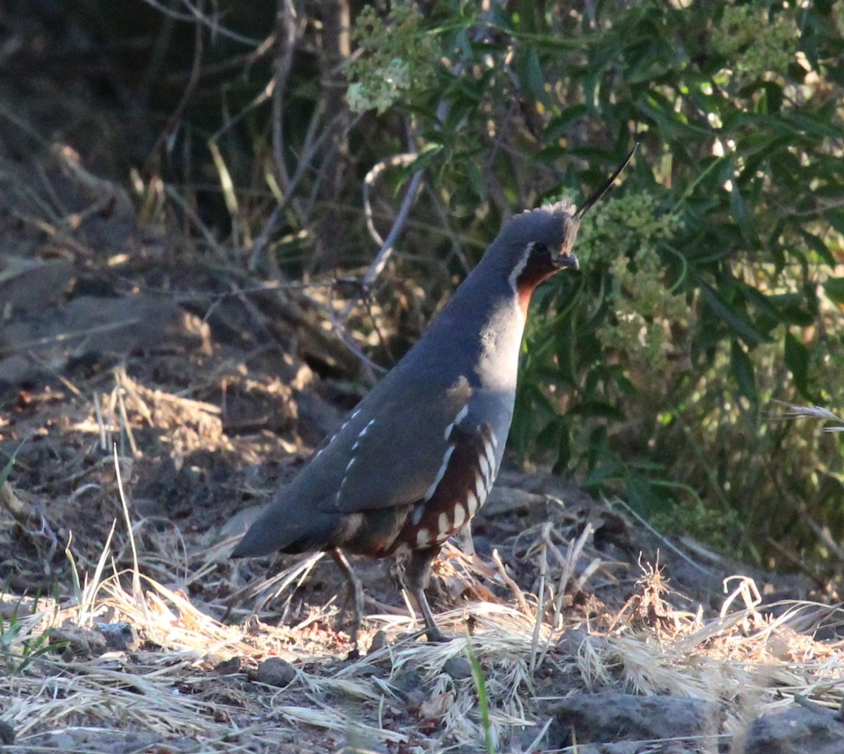Mountain Quail - ML638453373