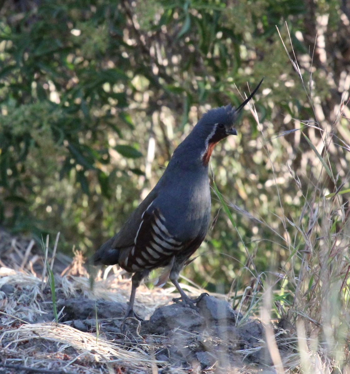 Mountain Quail - ML638453374