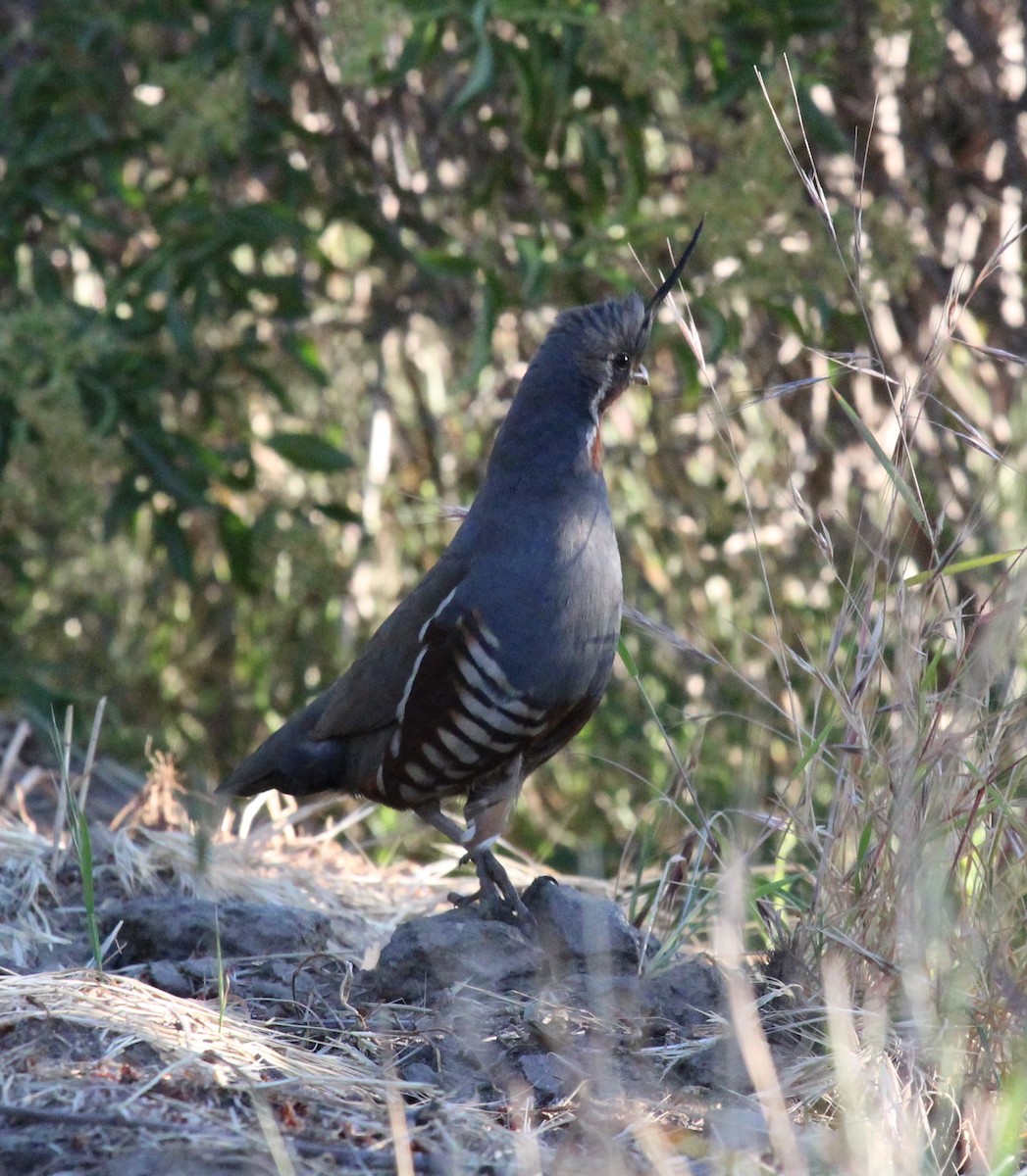 Mountain Quail - ML638453375