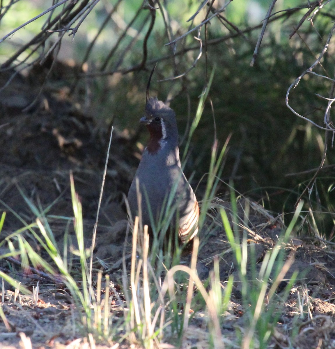 Mountain Quail - ML638453377