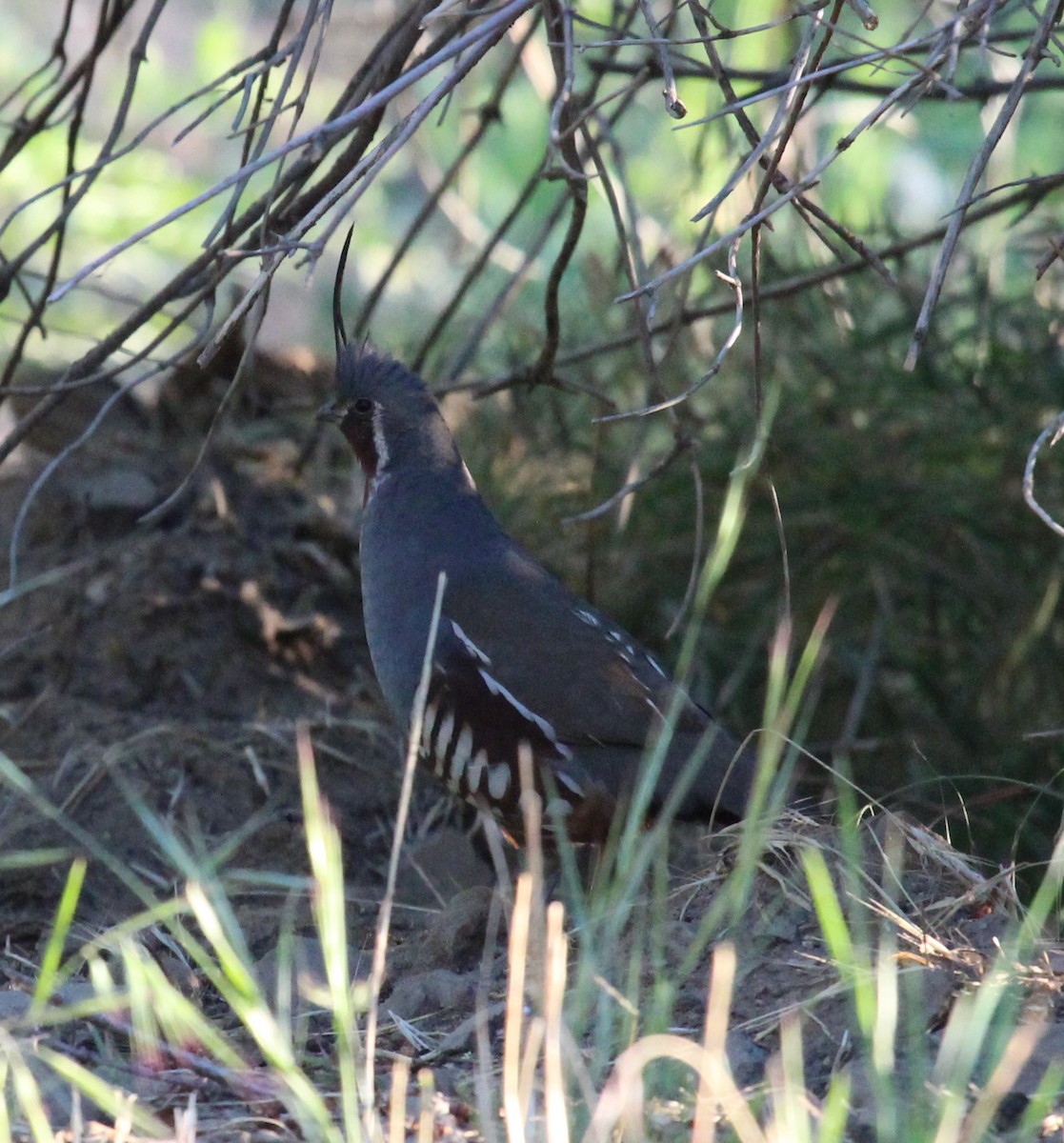 Mountain Quail - ML638453378