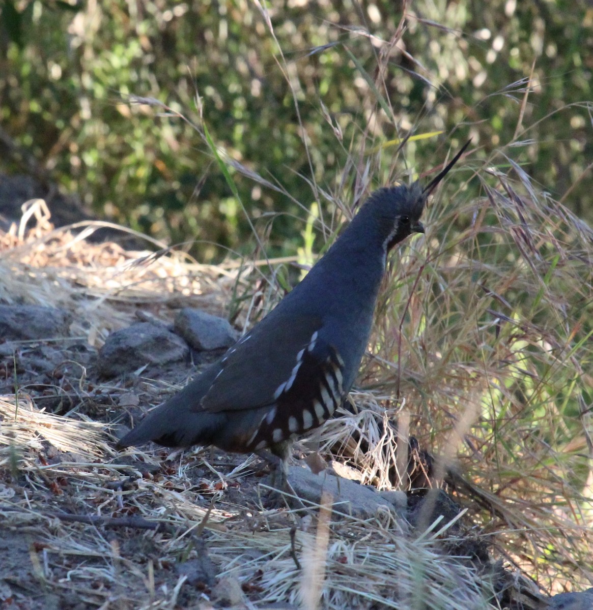 Mountain Quail - ML638453380