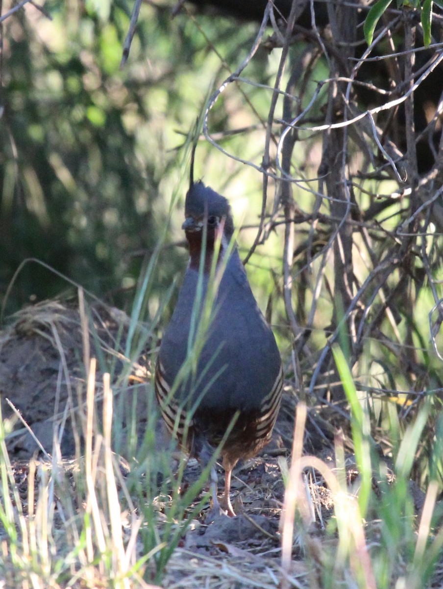 Mountain Quail - ML638453382